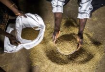La comida contaminada enferma a 700 millones de personas al año