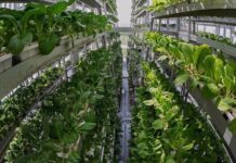 Promueven en Panamá agricultura protegida en respuesta al cambio climático