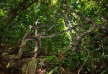 Las lianas pueden reprimir por décadas el crecimiento de árboles en bosques tropicales jóvenes