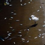 Científicos dan la voz de alarma: “Zonas muertas” aparecen en los océanos