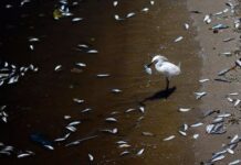 Científicos dan la voz de alarma: “Zonas muertas” aparecen en los océanos
