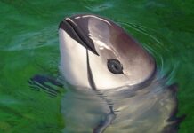¿Qué significa que sólo queden 30 vaquitas marinas?