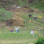 Participación del sector agropecuario en la economía, cerca de desaparecer