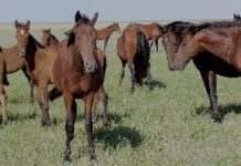 Mesteño, el caballo de la marisma que conquistó América