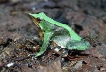La larga lucha por salvar a la ranita de Darwin