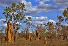 Enigma de las termitas australianas