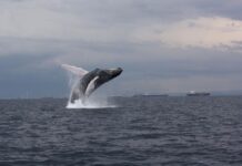 Científicos analizan las ballenas jorobadas en el Pacífico Sudeste y revelan información vital sobre la especie