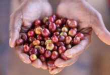 “El café significa vínculos únicos entre Alemania y América Latina”