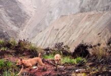 Redescubierta una especie de perro salvaje de Nueva Guinea a 4.000 metros de altura