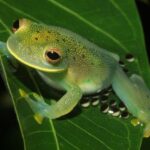 Al proteger sus huevos, las ranas de cristal crean una salida segura para sus renacuajos
