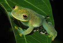 Al proteger sus huevos, las ranas de cristal crean una salida segura para sus renacuajos