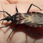 Avance argentino contra el Mal de Chagas