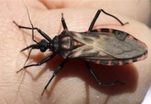 Avance argentino contra el Mal de Chagas