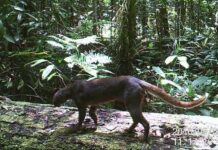 Detectada una nueva población de gatos salvajes en la isla de Borneo