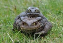 Híbridos: los extraños animales que ha creado el cambio climático