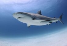 Científicos del Smithsonian descubren que en dos ocasiones el mar inundó el Amazonas Occidental