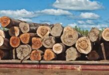 Amazonia: La Encrucijada