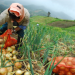 Productores en paro indefinido, dejaran de abastecer el mercado nacional