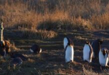 Tierra del Fuego, donde el pingüino es el rey