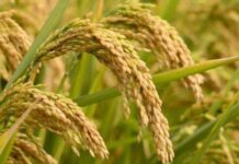 Panamá envía a Haití semillas biofortificadas de granos