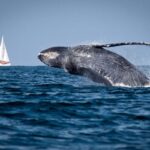 De pescadores, a protectores de cetáceos