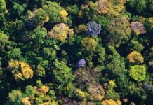 ¿Es esta la respuesta tan buscada a la interrogante de la biodiversidad tropical?
