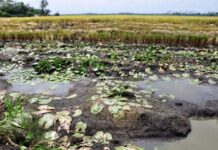 Fallo judicial condena con cárcel a depredadores del humedal Laguna de Matusagaratí