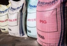La grasa de pollos de EEUU y Europa inunda los mercados africanos