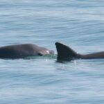 Extraordinaria misión de tres delfines entrenados para salvar de la extinción a la vaquita marina en México