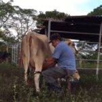 Productores de leche exigen apoyo urgente en Panamá Productores de leche exigen apoyo urgente en Panamá