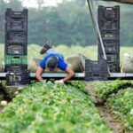 Los suizos deciden sobre la seguridad alimentaria