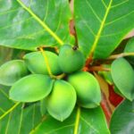 Colón irradia amor, retos y contradicciones