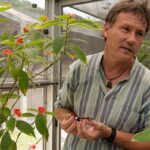 Científicos modifican los puntos y las rayas de alas de mariposa