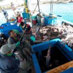 Crean en Panamá herramientas para proteger a los tiburones y frenar pesca ilegal