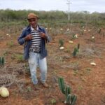 La sequía da frutos en la región del Semiárido brasileño