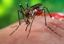 El dengue y la mentira transgénica