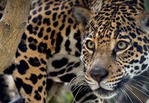 “El jaguar está en peligro en Panamá”, advierte Sempris