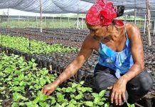 Mujeres campesinas siembran semillas de igualdad