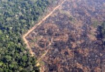 Deforestación en Brasil: la mayor pérdida de selva amazónica en 11 años