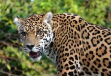 Jaguares podrían evitar intercambio biótico americano no tan grandioso