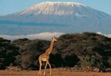 Bajo las nieves del Kilimanjaro