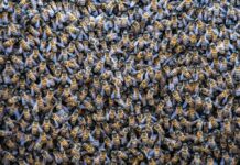 Revelan que las bacterias de las abejas nativas podrían mejorar la salud humana