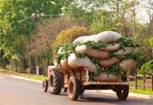La yerba mate se enfrenta al cambio climático