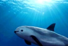Esperanza para la vaquita marina: detectan su presencia en 41 monitoreos acústicos