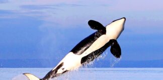 Documentan ataque de orcas a crías de tiburón blanco; sugiere un cambio estacional en su dieta